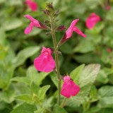 Foltz plant