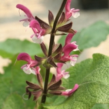 Foltz plant