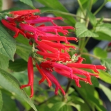 Foltz plant
