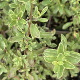Foltz plant