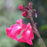 Foltz plant