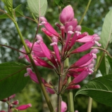 Foltz plant