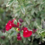 Foltz plant