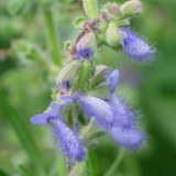 Foltz plant