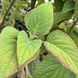 Foltz plant