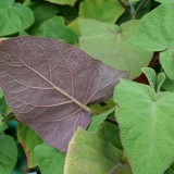 Foltz plant