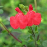 Foltz plant