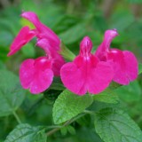 Foltz plant