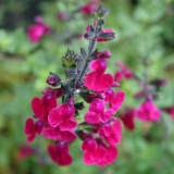 Foltz plant