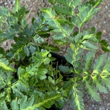 Foltz plant