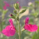 Foltz plant