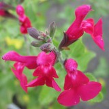 Foltz plant