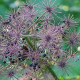 Foltz plant