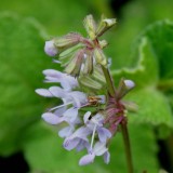 Foltz plant