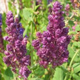 Foltz plant