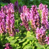 Foltz plant
