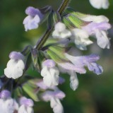Foltz plant