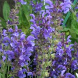 Foltz plant