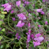 Foltz plant