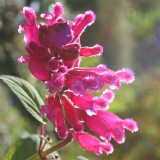 Foltz plant