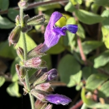Foltz plant