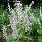 Foltz plant