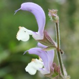 Foltz plant