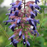 Foltz plant