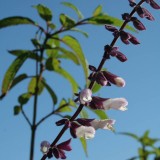 Foltz plant