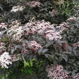 Foltz plant