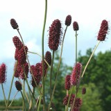 Foltz plant