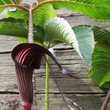 Foltz plant