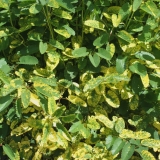 Foltz plant