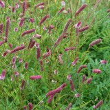 Foltz plant