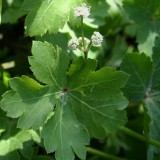 Foltz plant