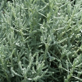 Foltz plant