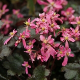 Foltz plant