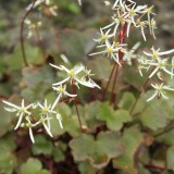 Foltz plant