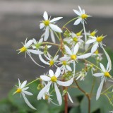Foltz plant