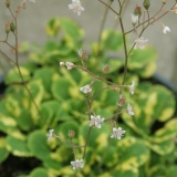Foltz plant