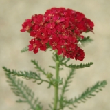 Foltz plant