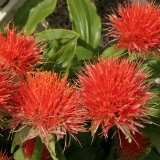 Foltz plant