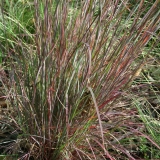 Foltz plant