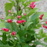 Foltz plant