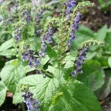 Foltz plant