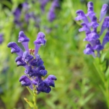 Foltz plant
