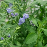 Foltz plant