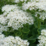 Foltz plant