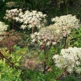 Foltz plant