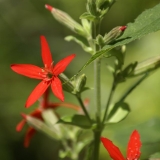 Foltz plant
